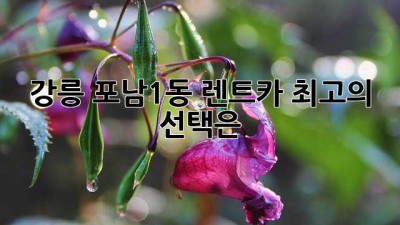 강릉 포남1동 렌트카: 최고의 선택은?