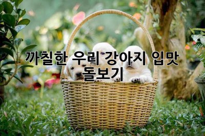 까칠한 우리 강아지 입맛 돌보기🐶